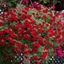 Picture of Calibrachoa Cabaret Bright Red ('Balcabrite') (PBR) (Cabaret Series)