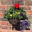 Picture of Blue tones 30cm pre-planted rattan hanging basket