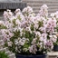 Picture of Lagerstroemia indica With Love Babe ('Milaperl') (PBR) (With Love Series)