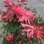 Picture of Acer palmatum Extravaganza (PBR)