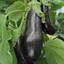 Picture of aubergine Black Beauty