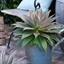 Picture of Mangave Lavender Lady (PBR)