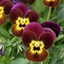 Picture of Viola Ruby & Gold F1 (Vibrante Series)