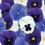 Picture of pansy Cool Blue Mix F1 (Premier Series)