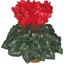 Picture of Cyclamen Success® Bright Red (Latina Series)