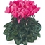 Picture of Cyclamen Success® Rose (Latina Series)
