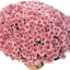 Picture of Chrysanthemum Rose (Yahou Series)