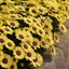 Picture of Osteospermum Blue Eyed Beauty ('Balostlueye') (PBR)