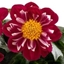 Picture of Dahlia Medio Fun Rose Fun (Labella Series)