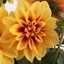 Picture of Dahlia Medio Fun Golden Eye (Labella Series)