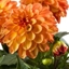 Picture of Dahlia Medio Fun Orange Bicolour (Labella® Series)