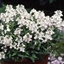 Picture of Nemesia Nuvo White (Nuvo Series)