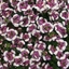 Picture of Nemesia Nuvo Purple Bicolour (Nuvo Series)