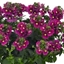 Picture of Nemesia Nuvo Carmine (Nuvo Series)