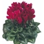 Picture of Cyclamen Success® Deep Magenta (Latinia Series)