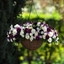 Picture of Berries & Cream - Easyplanter for hanging baskets & patio pots