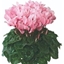 Picture of Cyclamen Rose with Eye (Latinia Series)