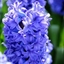 Picture of Hyacinthus orientalis Delft Blue