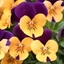 Picture of Viola Vibrante Orange Purple Wing F1 (Vibrante Series)