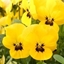 Picture of Viola Vibrante Yellow Blotch F1 (Vibrante Series)