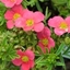 Picture of Potentilla fruticosa Bellissima ('Hachliss') (PBR)