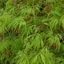 Picture of Acer palmatum Dissectum