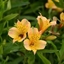 Picture of Alstroemeria Jupiter (Planet Series)