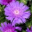 Picture of Stokesia laevis Mega Mels