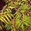 Picture of Rhus typhina Tiger Eyes ('Bailtiger')