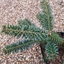 Picture of Abies koreana Blue Emperor