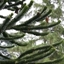 Picture of Araucaria araucana