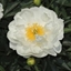 Picture of Paeonia lactifolia Miss America
