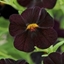 Picture of Calibrachoa Can-can Black Cherry (Can-can Series)