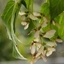 Picture of Acer davidii Madeline Spitta