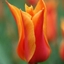 Picture of Tulipa Ballerina