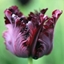 Picture of Tulipa Black Parrot