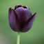 Picture of Tulipa Queen of Night