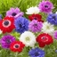 Picture of Anemone coronaria Saint Bridgid Group Mixed