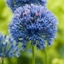 Picture of Allium caeruleum