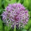 Picture of Allium cristophii