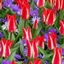 Picture of Tulipa Pinocchio