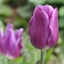 Picture of Tulipa Blue Ribbon