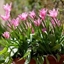 Picture of Tulipa China Pink