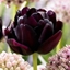 Picture of Tulipa Black Hero