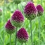 Picture of Allium sphaerocephalon