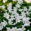 Picture of Anemone nemorosa