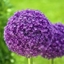 Picture of Allium giganteum