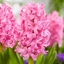 Picture of Hyacinthus orientalis Pink Pearl