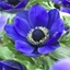 Picture of Anemone coronaria (De Caen Group) Mister Fokker