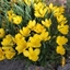 Picture of Sternbergia lutea